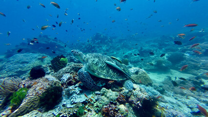 Obraz premium Sea turtle rests on vibrant coral reef. Colorful tropical fish swarm around sea turtle in crystal clear blue ocean waters.