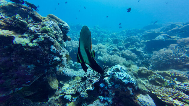 Young batfish glides gracefully above vibrant coral reef. Crystal clear blue ocean teems with colorful tropical fish in the background.