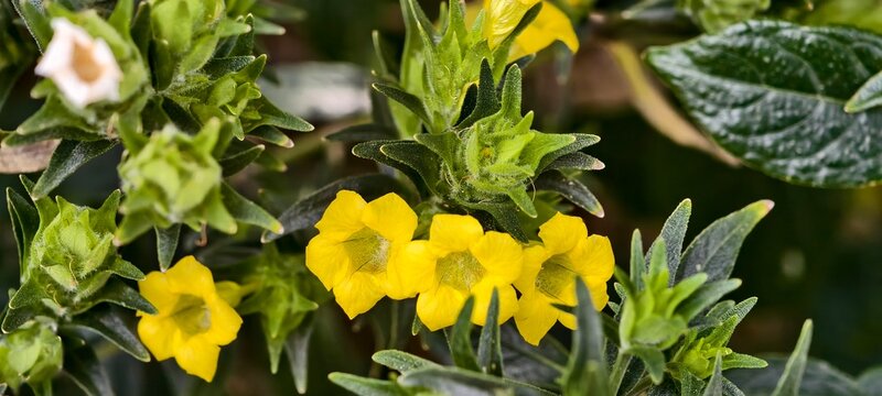Close-up of a flowering Strobilanthes crispa plant with vibrant yellow tubular blossoms and lush green foliage. The delicate flowers feature five rounded petals with textured centers.