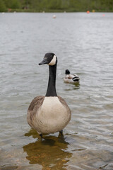 Fototapeta premium Canada goose standing in lake of park. migrating water bird portrait