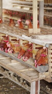 layer hens or chicken eating animal feed in bamboo battery cages in poultry farm in bali, indonesia, southeast asia