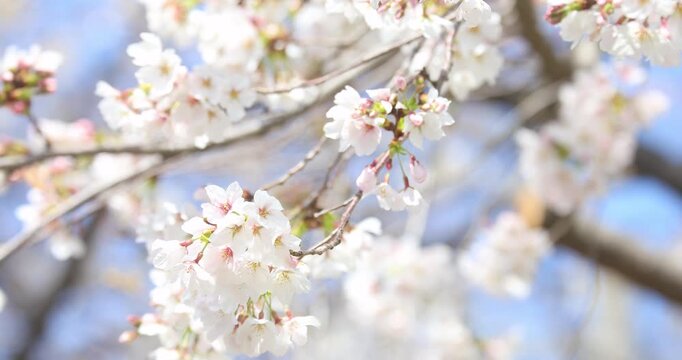 立川公園　根川緑道のソメイヨシノ