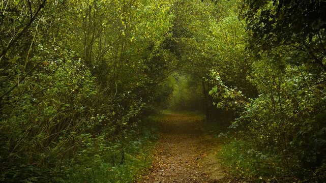 Narrow forest path surrounded by arching green branches fading into mist. Spreading mist filling space with deep unknown presence. Leafy tunnel trail covered with autumn leaves vanishing into foggy