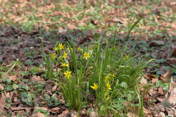 Fototapeta premium spring flowers in the grass