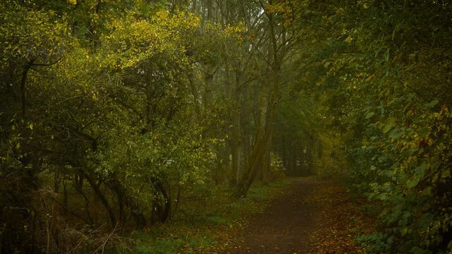 Quiet forest path running through tall trees and yellow green bushes in misty morning. Light haze wrapping horizon forming timeless mystical veil. Shaded woodland track stretching under dense foliage