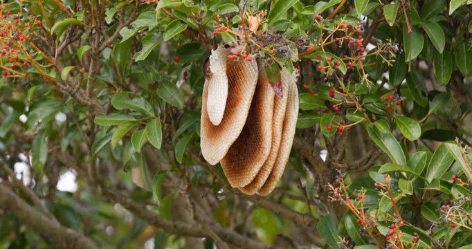 樹木に作られた大きな野生の蜂の巣と赤い実