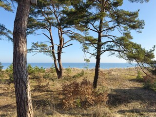 Tall wind-shaped Scots pines with warm reddish-brown bark frame a sunlit view through a coastal forest of dune scrub and dry winter vegetation toward a calm blue Baltic Sea and clear horizon