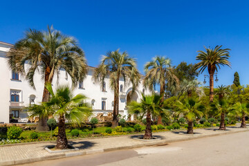 Fototapeta premium Palm tree alley in front of a white classical building under a clear blue sky. Tropical city garden and architecture in spring. Sukhumi, Abkhazia, Caucasus.