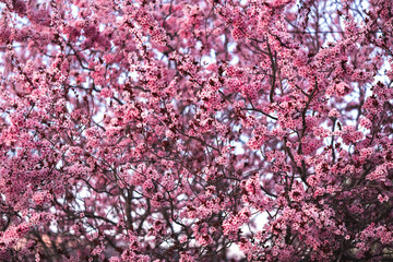 Obraz premium Ramas de ciruelo cubiertas de flores en vibrante primavera