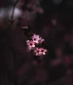 Flores de ciruelo en penumbra con enfoque selectivo y tonos dram&aacute;ticos