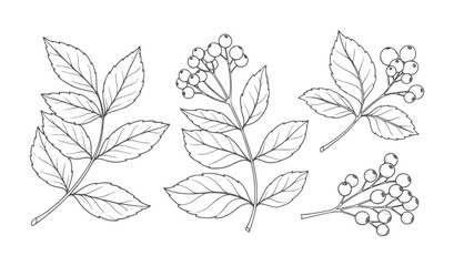 Black and white line of berry branches and leaves leaf botanical outline © Md