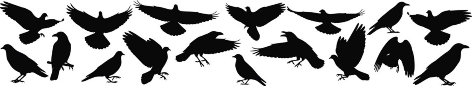 Black bird silhouettes set isolated on white background, crow raven and pigeon flying and standing vector illustration, diverse bird poses for graphic design projects.v