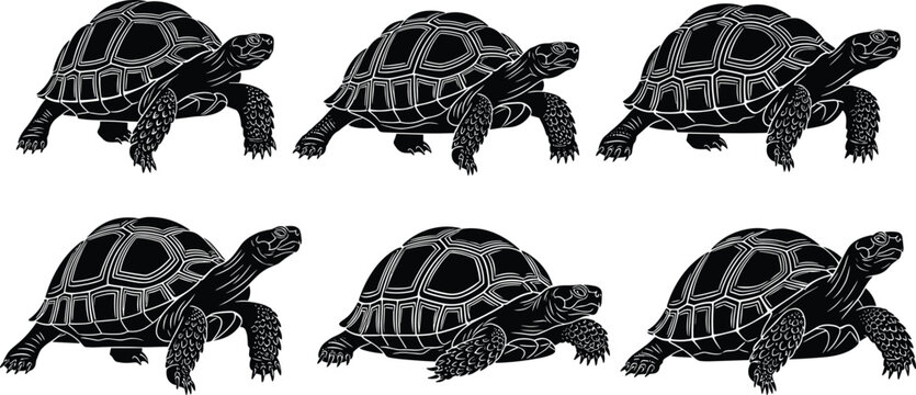 Collection of black tortoise silhouettes and giant turtle vector icons with detailed shells in various walking poses for wildlife nature and reptile conservation designs
