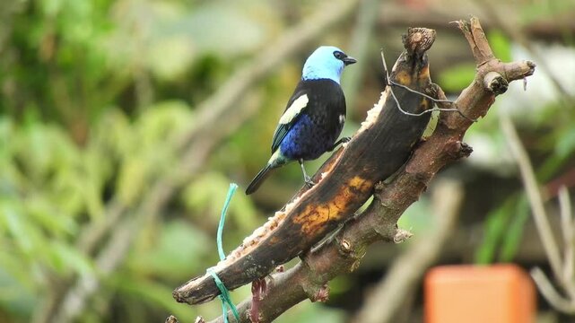 Blue-necked Tanager Bird Feeding on Banana Fruit in Tropical Rainforest