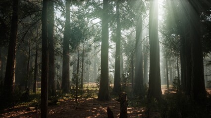Fototapeta premium Sunlight filters through the dense canopy of tall trees, casting ethereal beams onto the forest floor. A tranquil atmosphere envelops the greenery, inviting exploration and reflection.