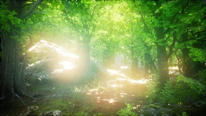 Fototapeta premium Bright sunlight streams through a dense canopy, illuminating a serene forest path. Lush green leaves vibrantly contrast with soft rays, creating a magical atmosphere of peace and beauty.