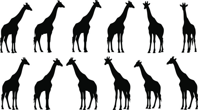 Giraffe silhouettes set isolated on white background, black african safari animal standing and walking vector illustration, diverse wildlife poses for professional graphic design projects.