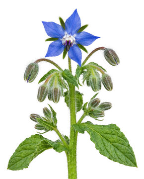 Single Vibrant Blue Borage Flower with Hairy Buds and Green Leaves