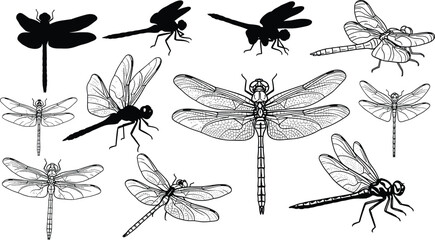 Set of dragonfly vector silhouettes and detailed line art illustrations isolated on white background, various winged insect sketches for nature design, tattoos, and logos © MstAshida