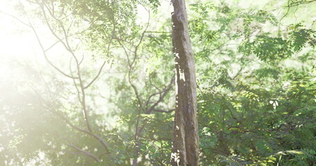 Obraz premium Sunlight gently streams through a dense canopy of leaves in a tranquil forest, illuminating the vibrant greenery. The atmosphere feels peaceful and rejuvenating.