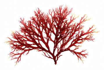 Vibrant Red Branching Seaweed Specimen © Atreyee