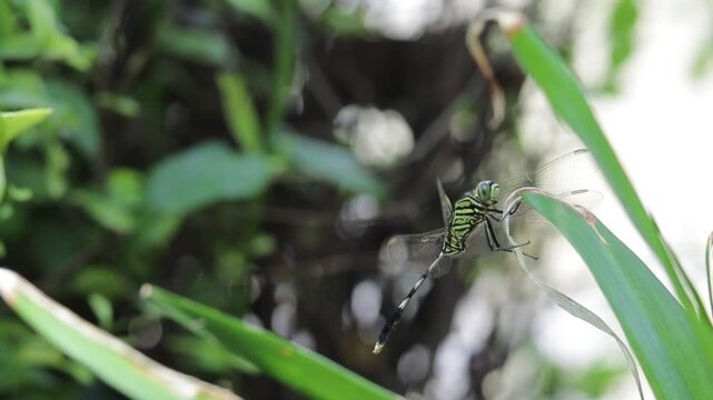 Dragonfly Resting on Green Leaf Footage, Macro Wildlife Nature 
