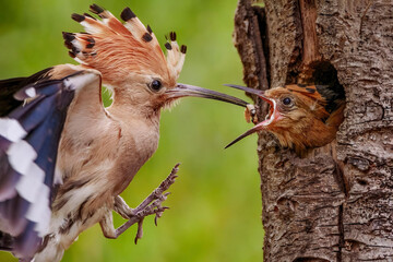 Eurasian hoopoe (Upupa epops) feeding its chick © HA Sento