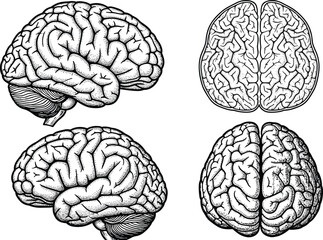 Fototapeta premium Detailed human brain anatomical vector illustration set featuring side and top views with engraved hatched texture for medical educational and scientific research,