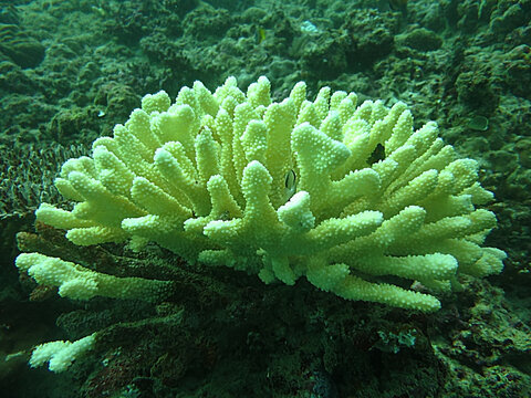 Close-up view of branching coral affected by coral bleaching caused by extreme ocean temperature changes, showing pale and whitened coral structures in a marine environment