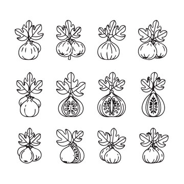 Fresh Figs with Leaves Collection Hand-Drawn Style Isolated on White Background Food Illustration