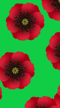 Red poppy flowers international symbol of peace on green screen. Create an infinite seamless texture for Remembrance day. 3d animation of poppy Lest we forget. 4k vertical loop video graphic animation