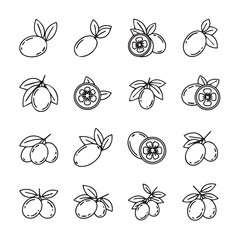 Fototapeta premium Olive and Kumquat Icons: Fresh Fruit and Leaf Line Art Minimalist Design Isolated Vector Graphics