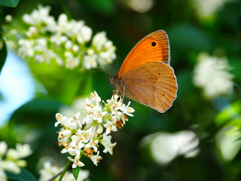 Orange butterfly on white flowers in close-up