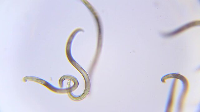 Smooth moving nematodes in water drop under 100x magnification bright field microscopy. 4K scientific microscopy footage.