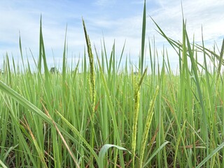 Fototapeta premium green grass and blue sky