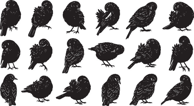 set of 36 bird grooming silhouettes flat design vector illustration