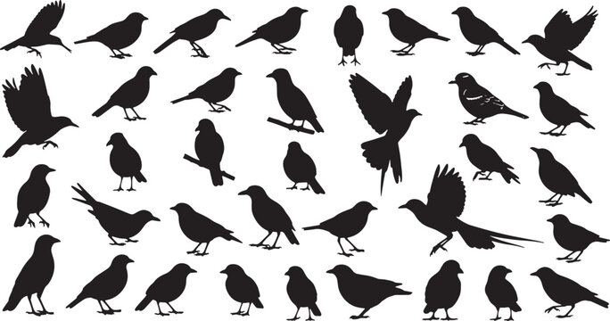 flock of diverse bird silhouettes flying perched vector illustration