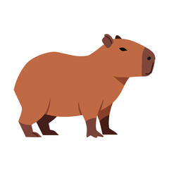 Obraz premium Cute capybara rodent standing on white background looking right