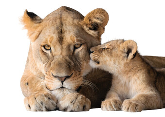 Fototapeta premium Lioness and Cub Resting Together, Wild Animal Family Concept: Lioness resting with her cub, strong yet tender moment, detailed fur and facial expression, realistic safari style, PNG cutout