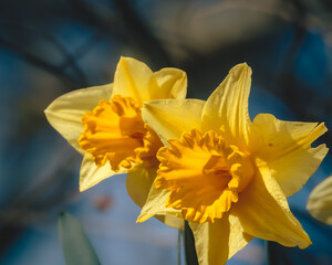Fototapeta premium Daffodils glowing in bright spring sunshine, Humford Woods, Northumberland, March 2026