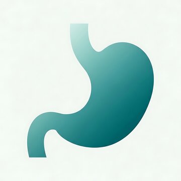 Human stomach anatomy medical illustration.