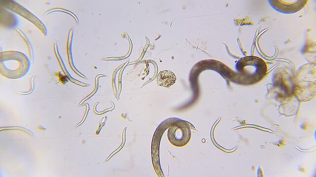 Slow moving nematodes in water drop under 100x magnification bright field microscopy. 4K scientific microscopy footage.