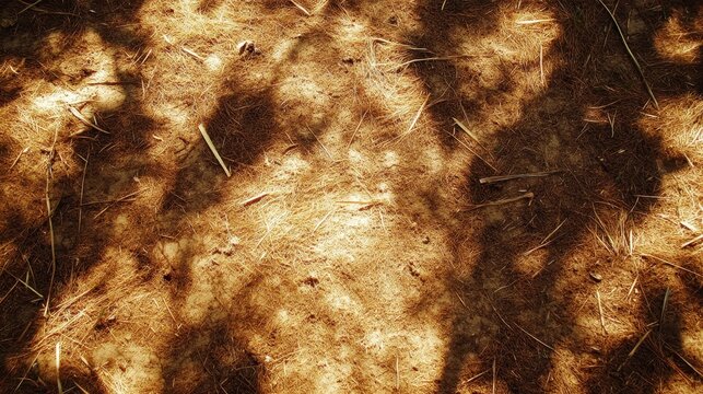 Dry, degraded soil surface with shadow patterns in a rural environment, highlighting environmental issues and natural textures.