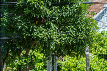 Obraz premium Green leafy tree with electrical wires crossing through branches in urban environment, representing nature and infrastructure interaction