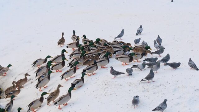 Flock of Mallard ducks (Anas platyrhynchos) and pigeons in winter climbing lakeside slope for food left on snow and suddenly fly away, birds in the family Anatidae.