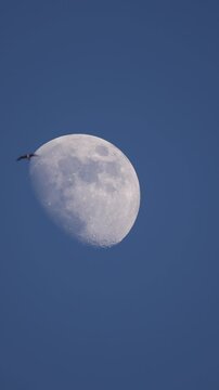 Real Slow Motion Waxing Gibbous Moon With Bird Crossing Lunar Disk in Blue Sky