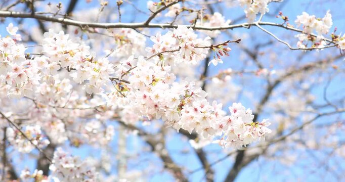 立川公園　根川緑道のソメイヨシノ