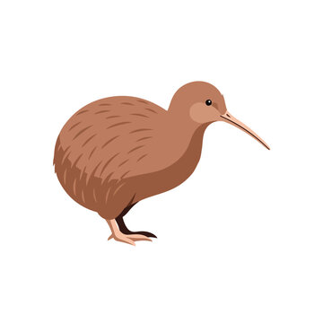 Brown kiwi bird standing on white background facing right