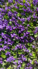 Fototapeta premium purple flowers background