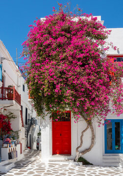 Agia Kyriaki Church square in the Chora on the island of Mykonos in Greece with blooming bougainvillea